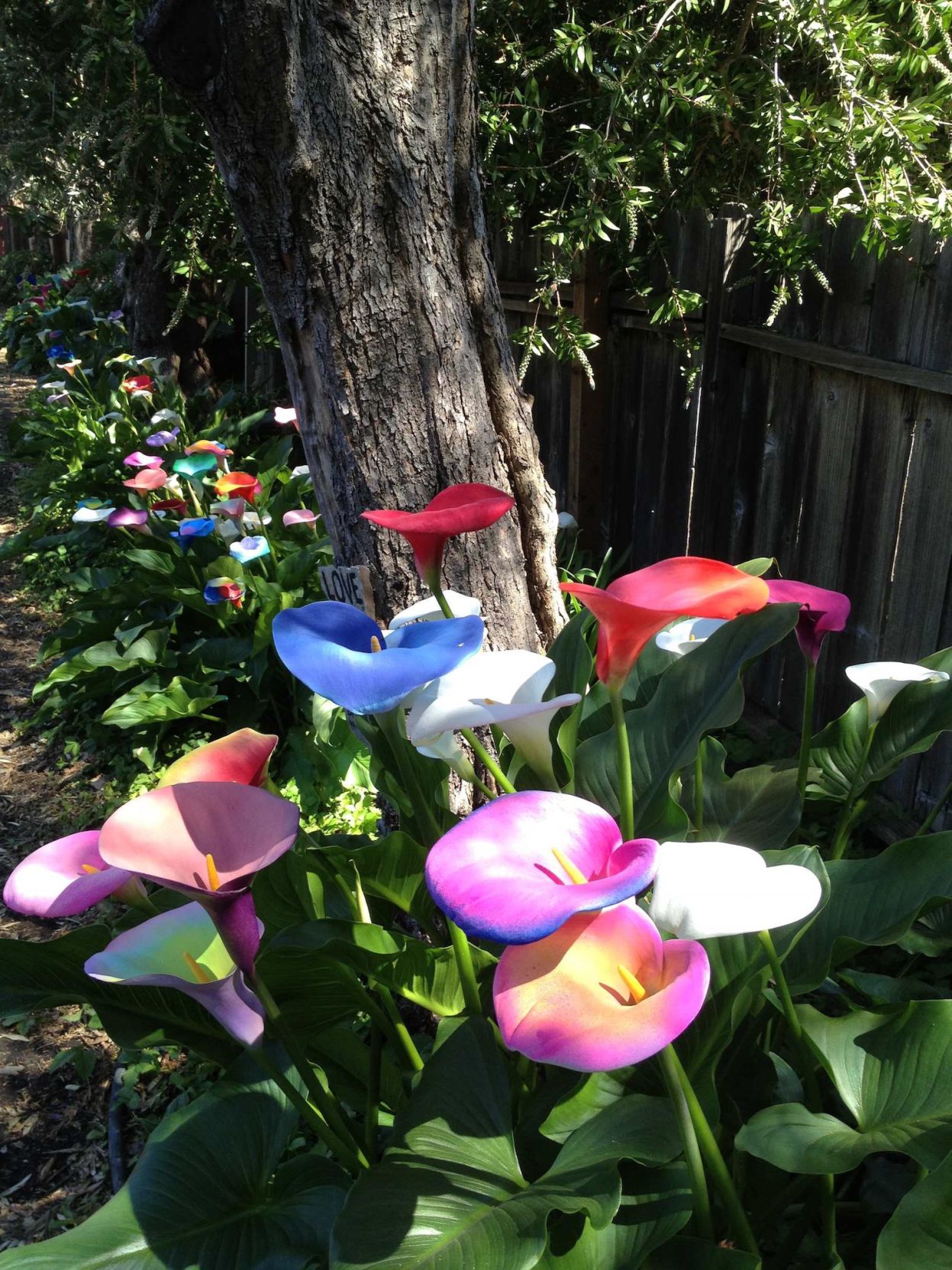 Calla Lily Alley